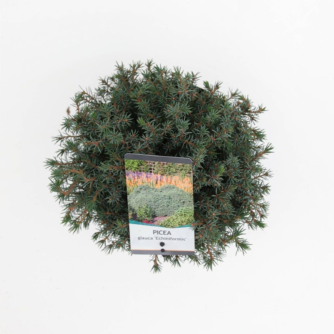 https://cdn.warentuin.nl/media/catalog/product/1/7/1778712044842127_2_warentuin_natuurlijk_planten_picea_glauca_echiniformis_20_25_4ffe.jpg