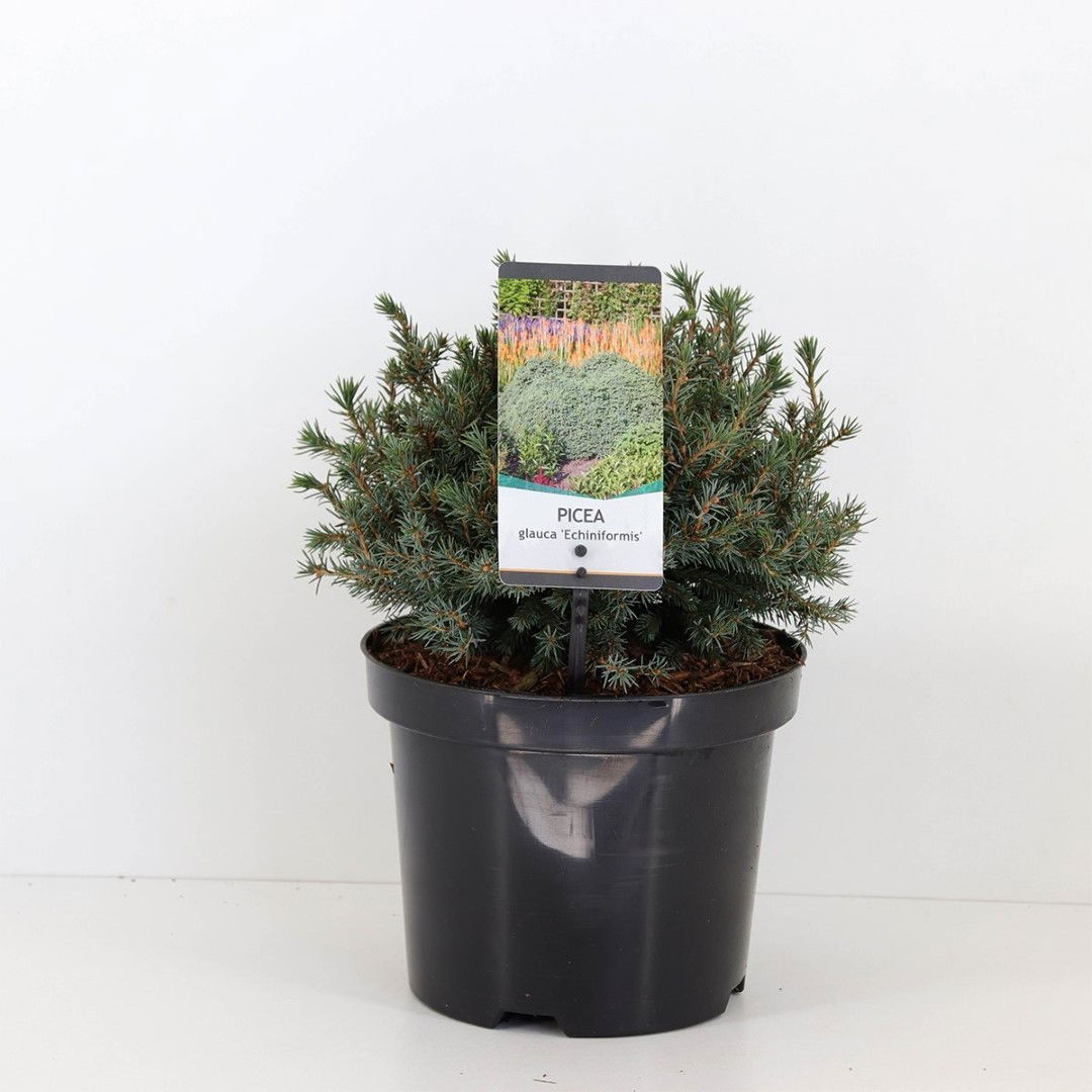 Warentuin natuurlijk Picea glauca echiniformis 20-25 cm - 