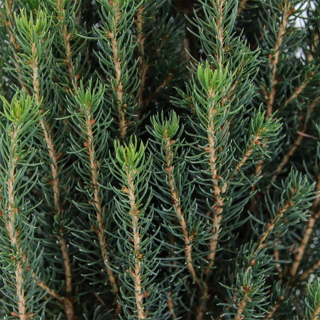 https://cdn.warentuin.nl/media/catalog/product/1/7/1778712044842134_3_warentuin_natuurlijk_planten_picea_glauca_zuckerhut_warentui_9bea.jpg