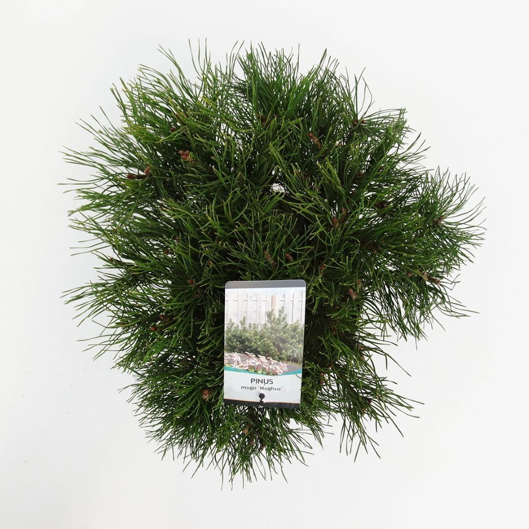 https://cdn.warentuin.nl/media/catalog/product/1/7/1778712044842141_2_warentuin_natuurlijk_planten_pinus_mugo_mughus_25_30_cm_ware_3171.jpg