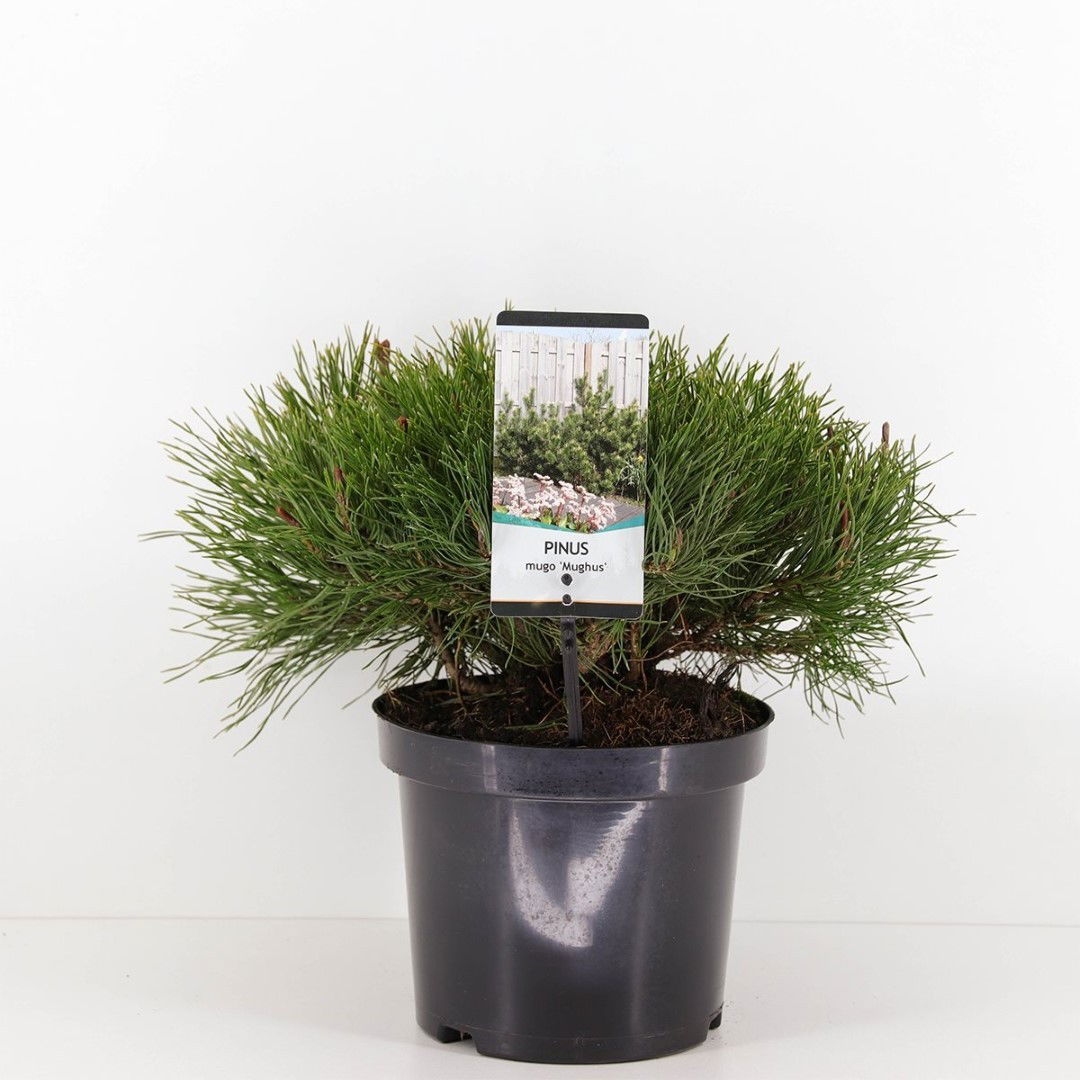 Warentuin natuurlijk Pinus mugo mughus 25-30 cm - 