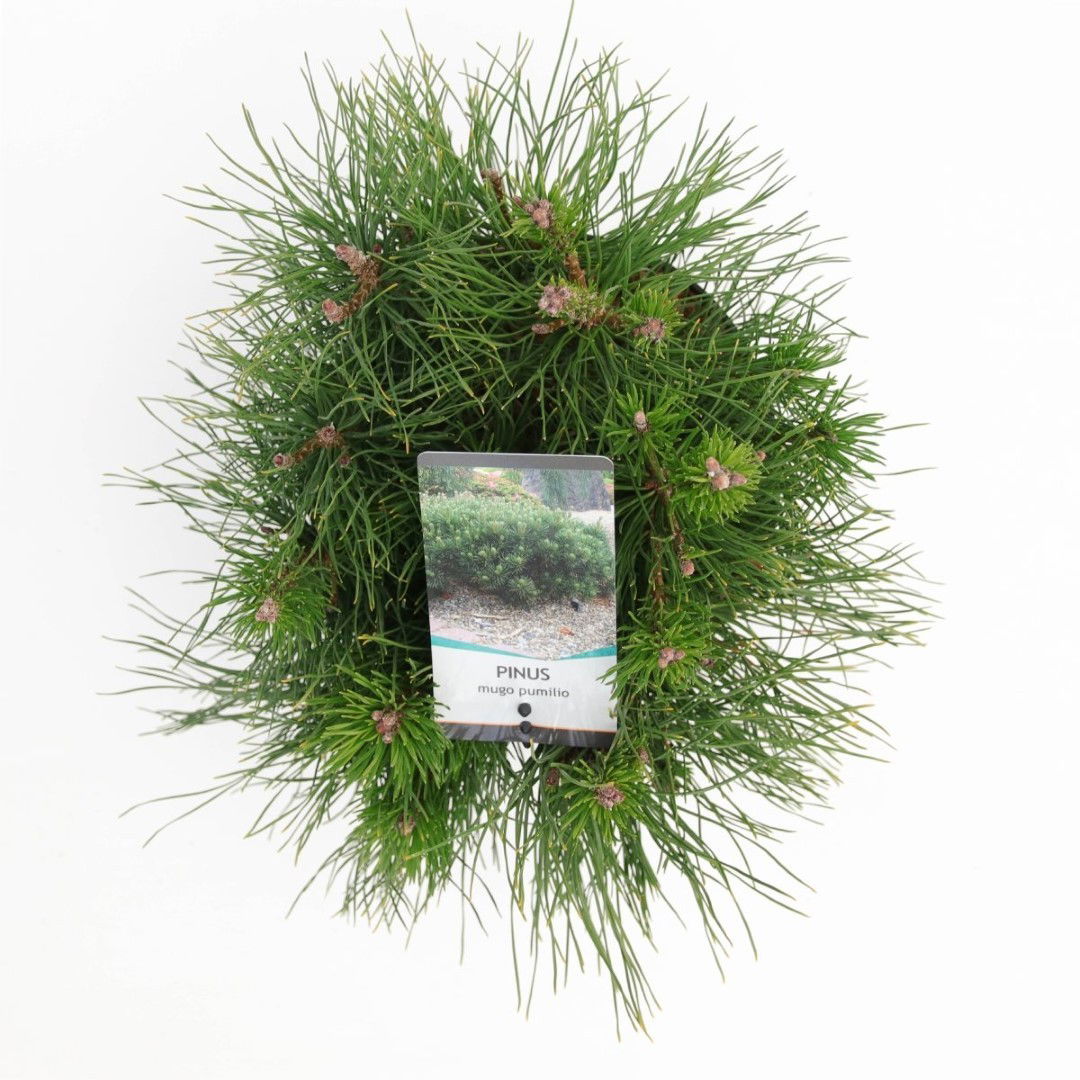 https://cdn.warentuin.nl/media/catalog/product/1/7/1778712044842158_2_warentuin_natuurlijk_planten_pinus_mugo_pumilio_warentuin_na_5406.jpg