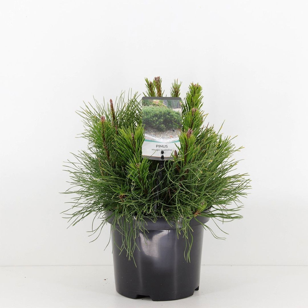 Warentuin natuurlijk Pinus mugo pumilio - 