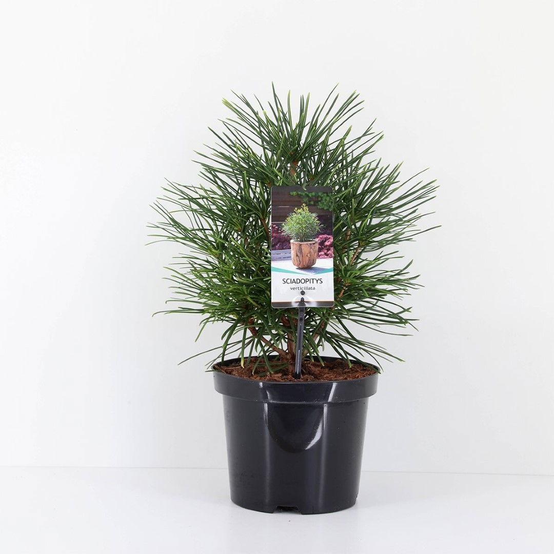 Warentuin natuurlijk Sciadopitys verticillata 25-30 cm - 