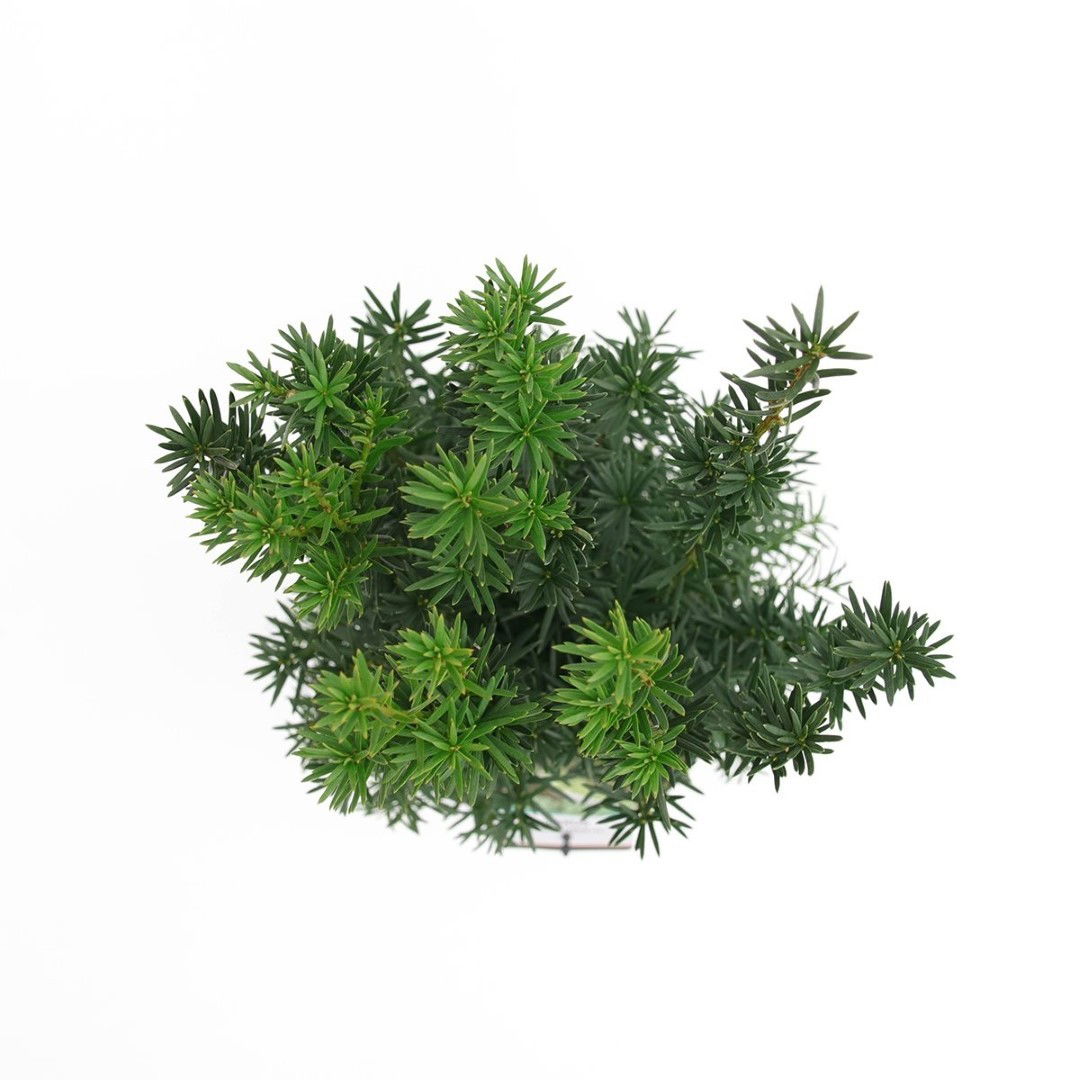 https://cdn.warentuin.nl/media/catalog/product/1/7/1778712044842196_2_warentuin_natuurlijk_planten_taxus_media_hicksii_50_60_cm_wa_e76a.jpg
