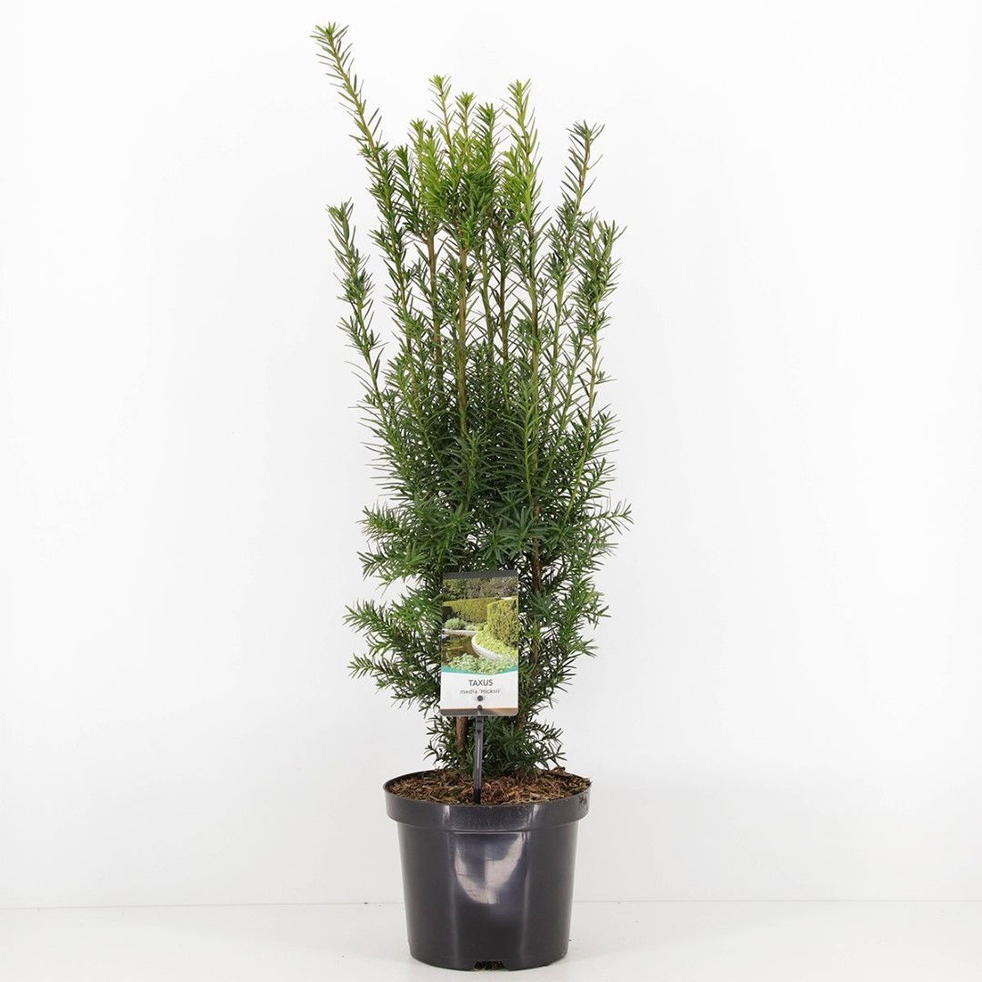 https://cdn.warentuin.nl/media/catalog/product/1/7/1778712044842196_warentuin_natuurlijk_planten_taxus_media_hicksii_50_60_cm_ware_6de7.jpg