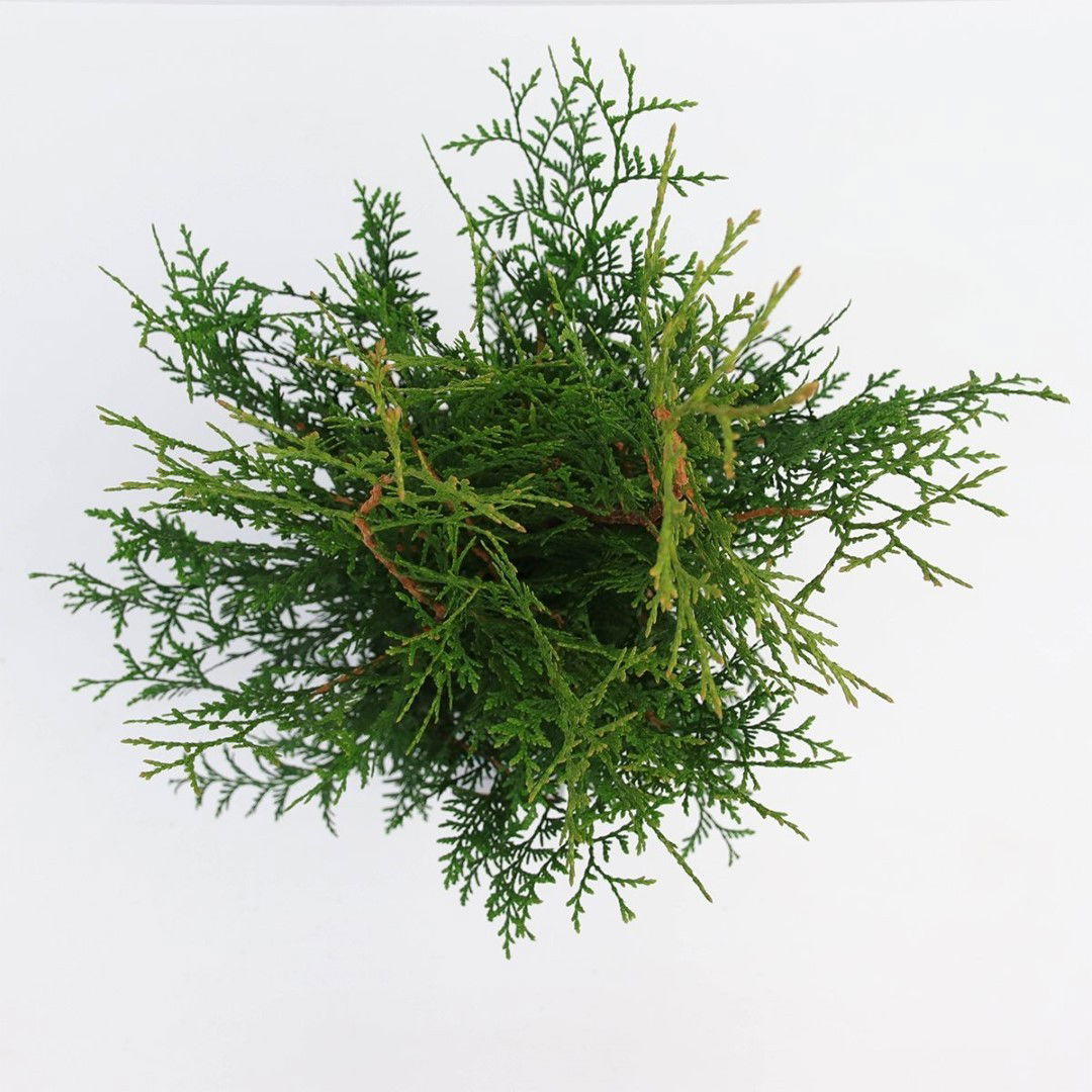 https://cdn.warentuin.nl/media/catalog/product/1/7/1778712044842202_2_warentuin_natuurlijk_planten_thuja_occidentalis_brabant_60_8_35dd.jpg