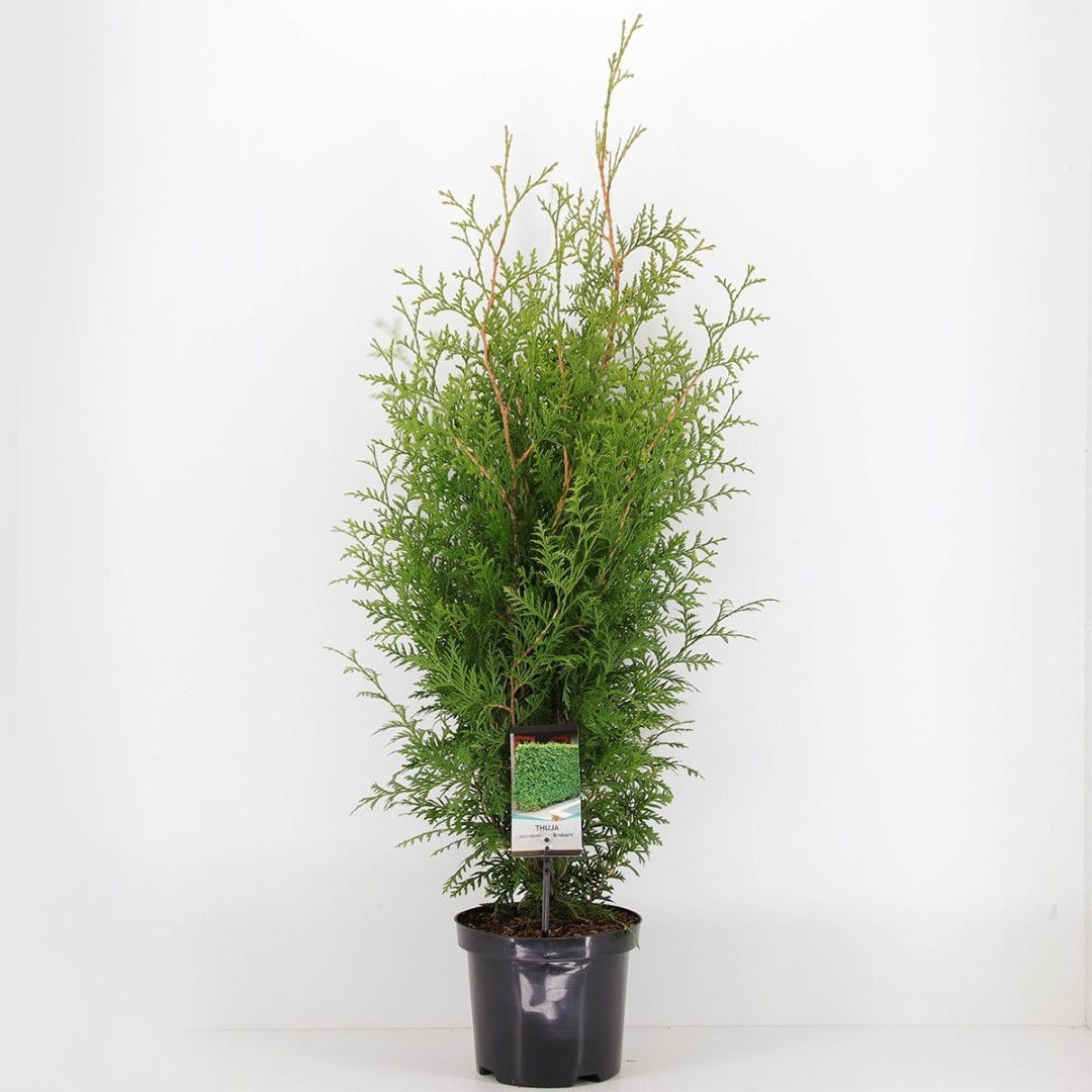Warentuin natuurlijk Thuja occidentalis brabant 60-80 cm - 