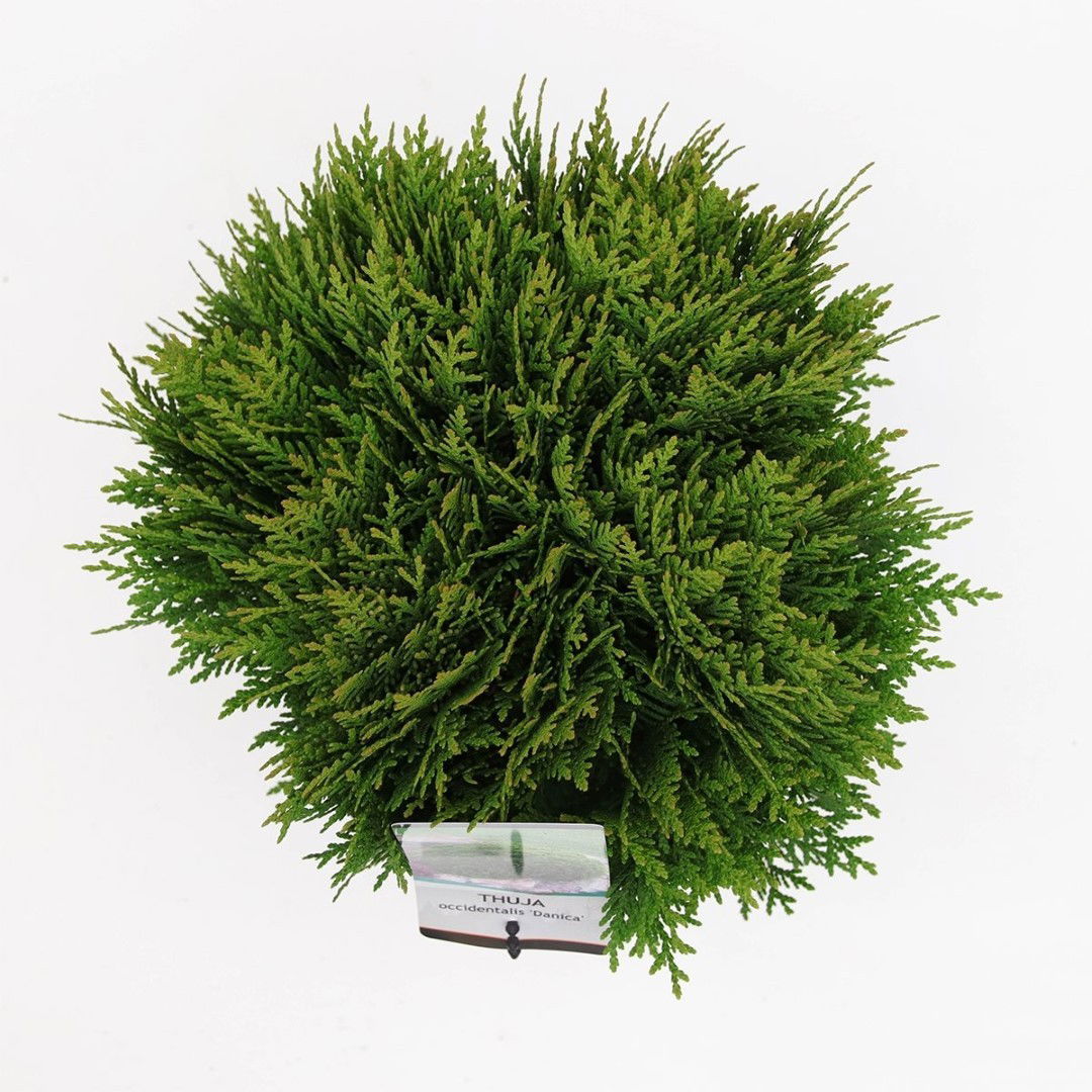 https://cdn.warentuin.nl/media/catalog/product/1/7/1778712044842219_2_warentuin_natuurlijk_planten_thuja_occidentalis_danica_25_30_b5cf.jpg