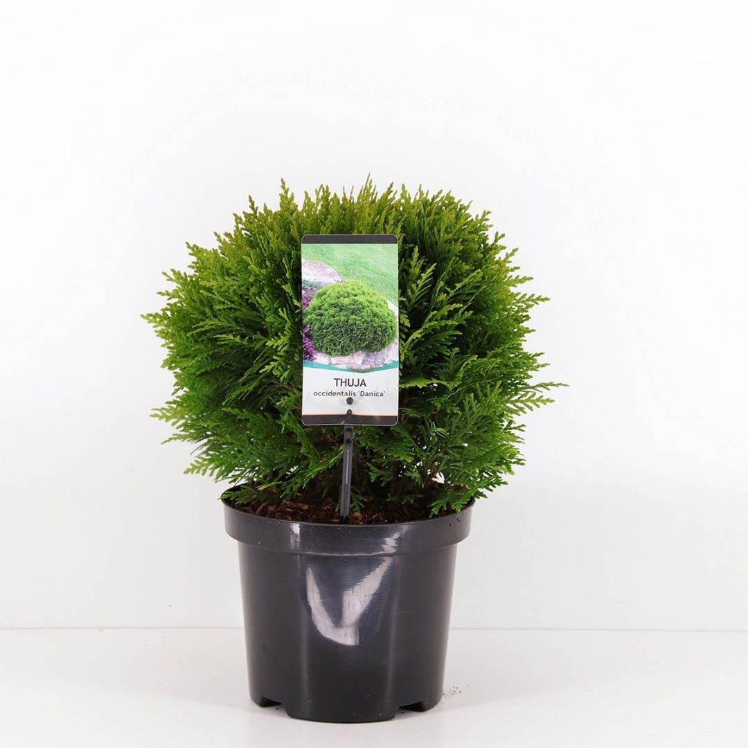 https://cdn.warentuin.nl/media/catalog/product/1/7/1778712044842219_warentuin_natuurlijk_planten_thuja_occidentalis_danica_25_30_c_68c2.jpg