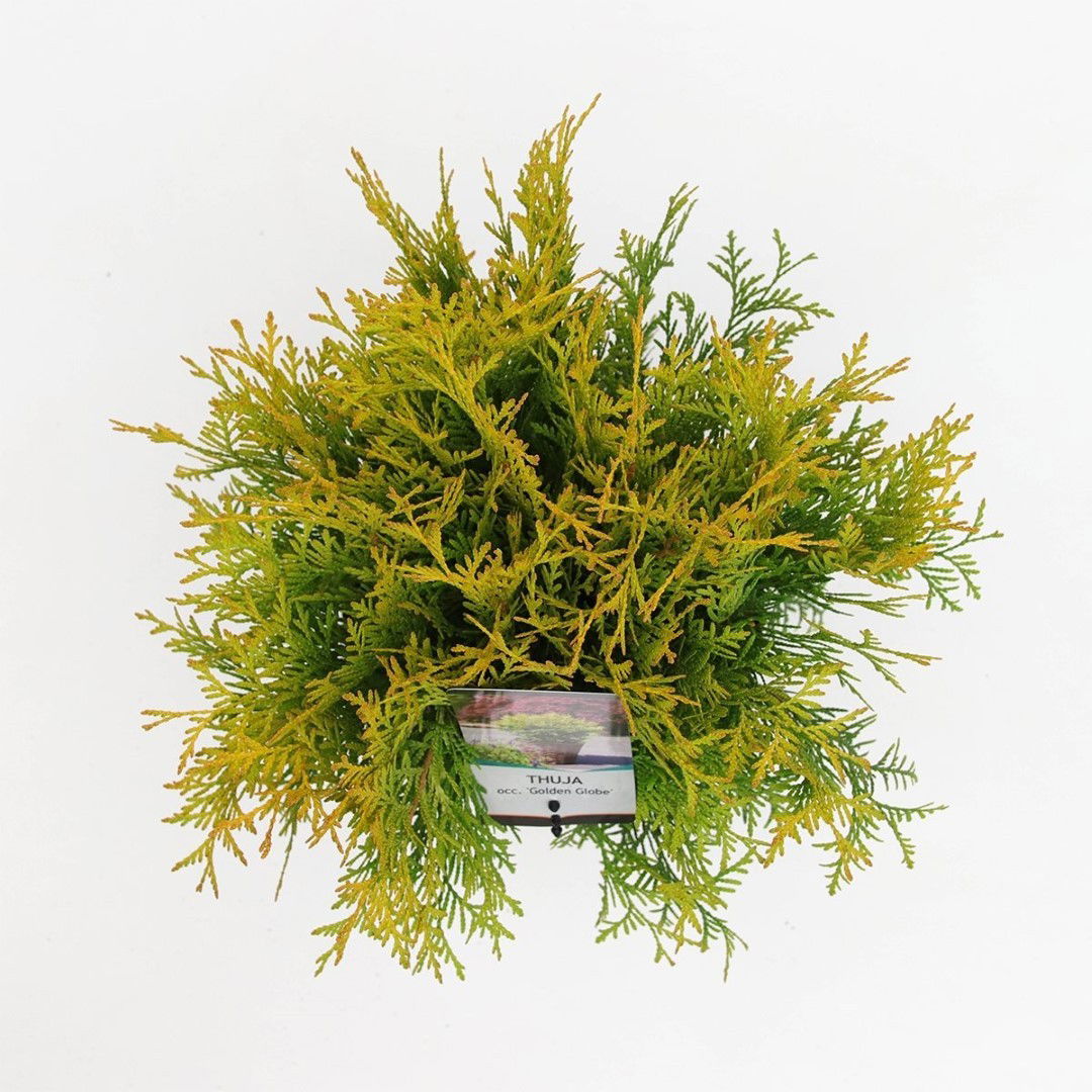 https://cdn.warentuin.nl/media/catalog/product/1/7/1778712044842226_2_warentuin_natuurlijk_planten_thuja_occidentalis_golden_globe_93ad.jpg