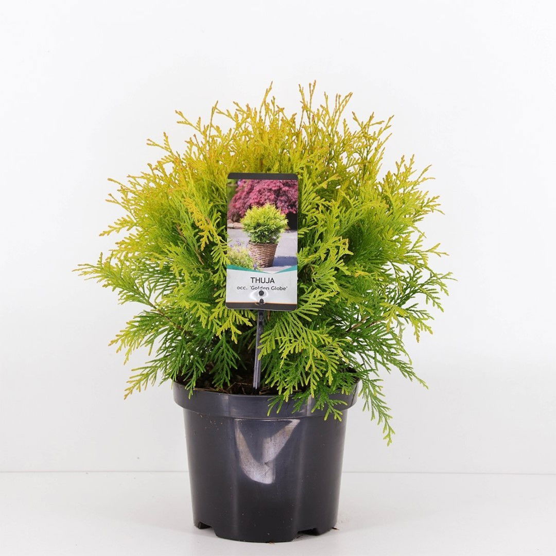 Warentuin natuurlijk Thuja occidentalis golden globe 25-30 cm - 
