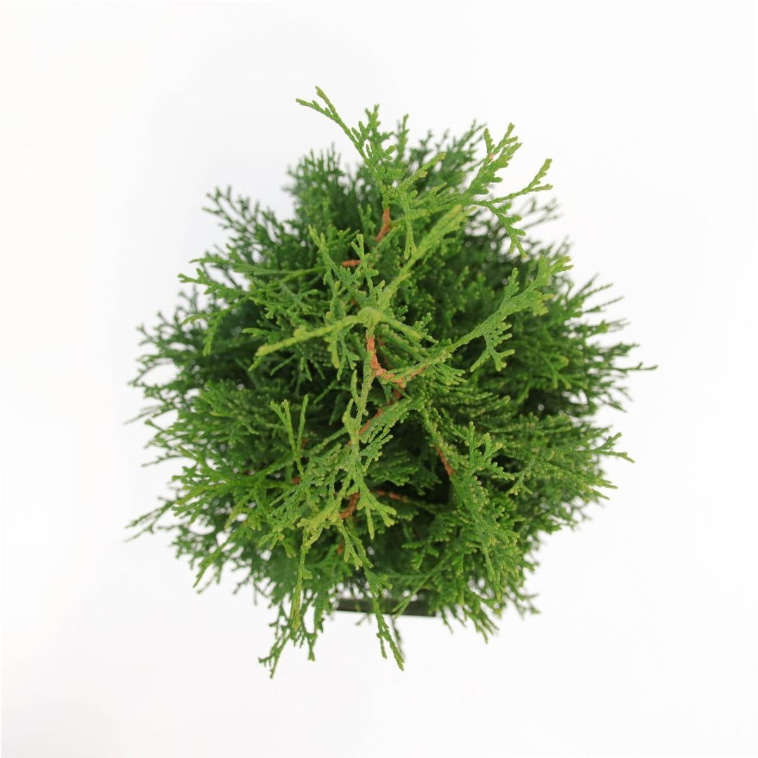 https://cdn.warentuin.nl/media/catalog/product/1/7/1778712044842233_2_warentuin_natuurlijk_planten_thuja_occidentalis_holmstrup_wa_2581.jpg