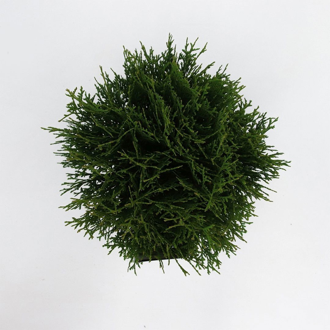 https://cdn.warentuin.nl/media/catalog/product/1/7/1778712044842240_2_warentuin_natuurlijk_planten_thuja_occidentalis_little_giant_c3eb.jpg