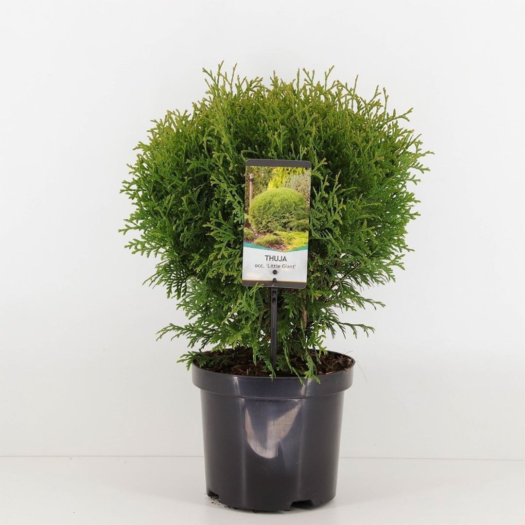 Warentuin natuurlijk Thuja occidentalis little giant - 