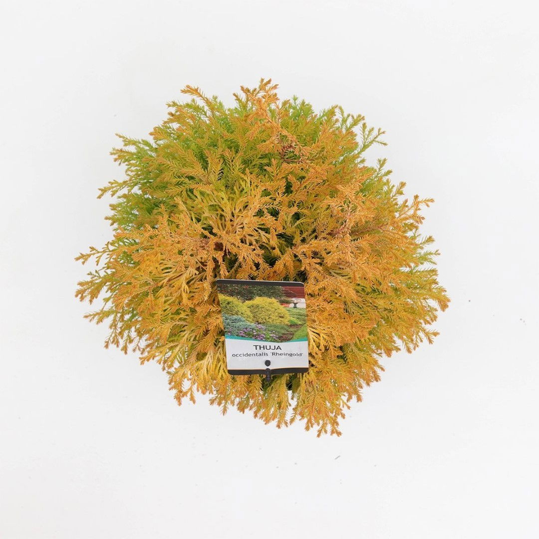 https://cdn.warentuin.nl/media/catalog/product/1/7/1778712044842257_2_warentuin_natuurlijk_planten_thuja_occidentalis_rheingold_wa_8424.jpg