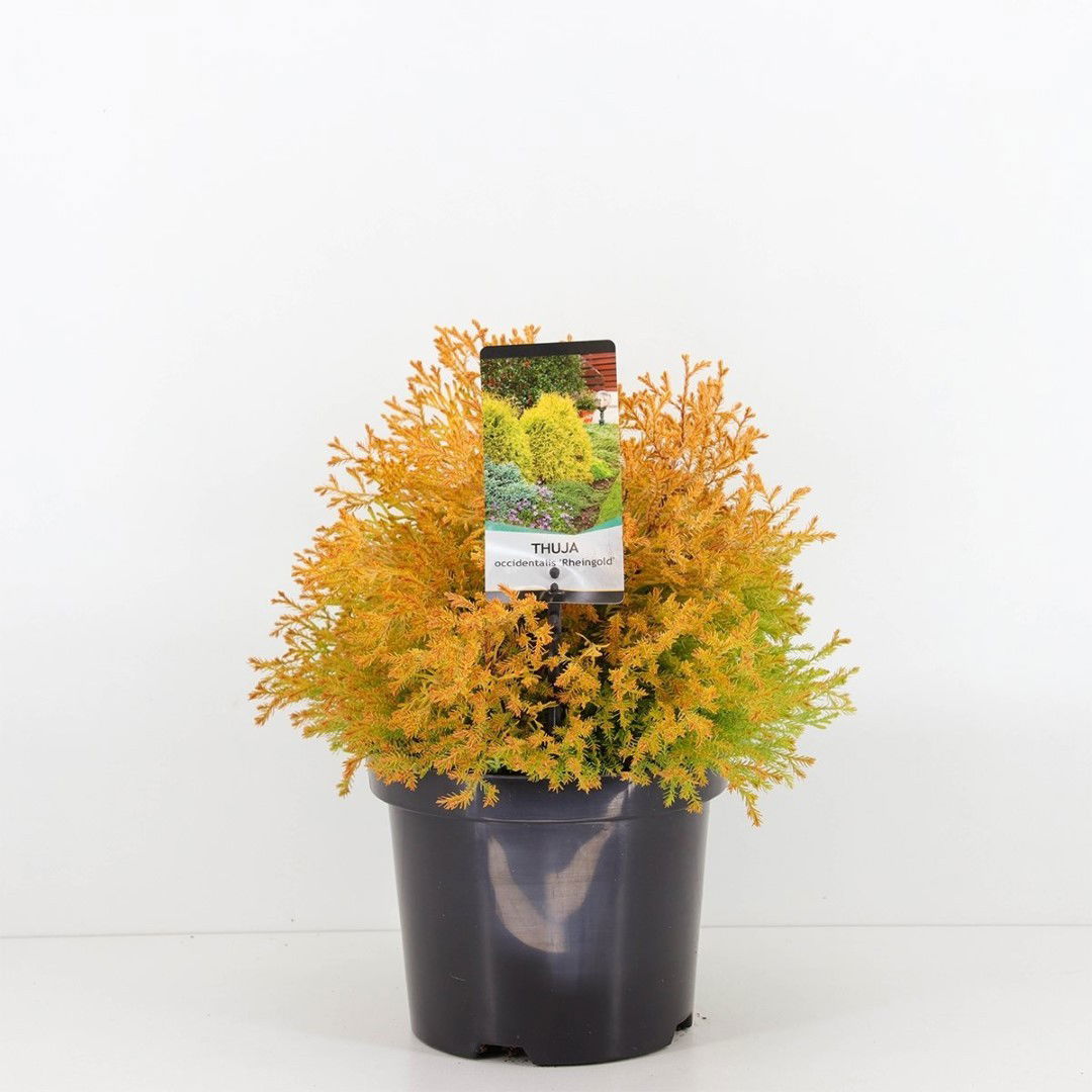 Warentuin natuurlijk Thuja occidentalis rheingold - 