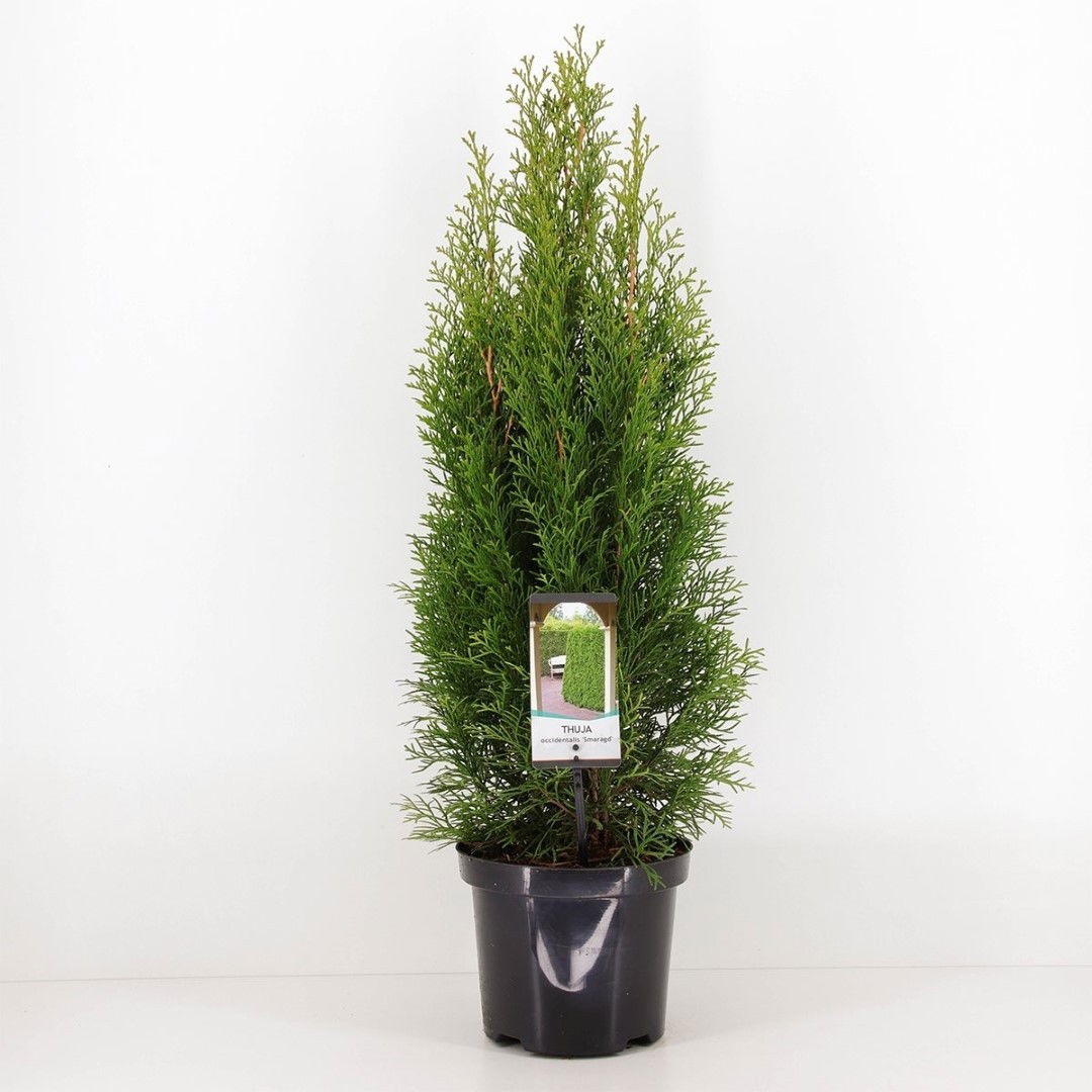 Warentuin natuurlijk Thuja occidentalis smaragd 40-60 cm - 