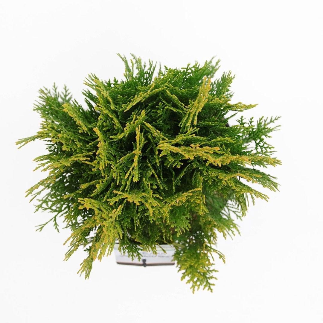 https://cdn.warentuin.nl/media/catalog/product/1/7/1778712044842271_2_warentuin_natuurlijk_planten_platycladus_orient_aurea_nana_w_c55b.jpg