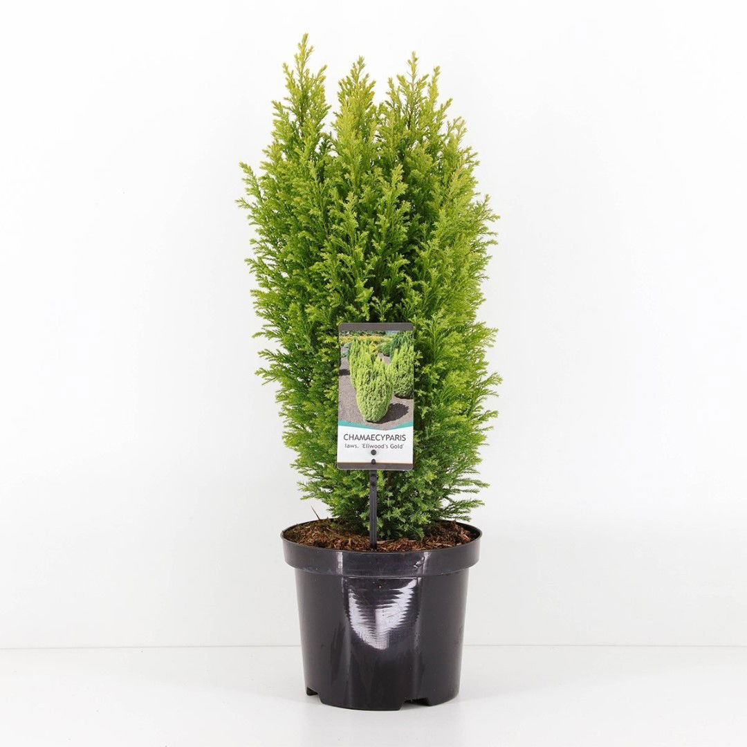 Warentuin natuurlijk Chamaecyparis law ellw gold 55 cm - 