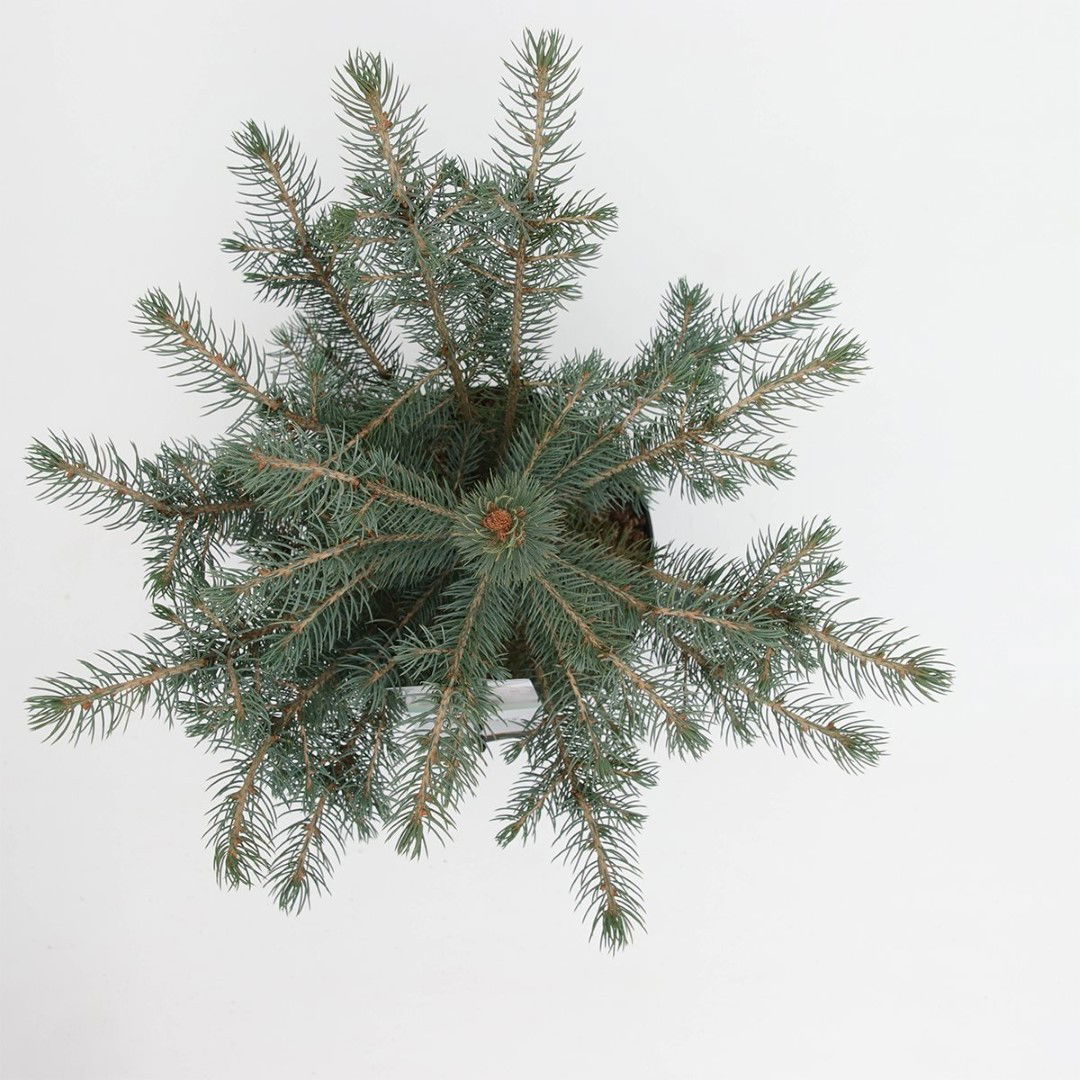 https://cdn.warentuin.nl/media/catalog/product/1/7/1778712044844794_2_warentuin_natuurlijk_planten_picea_pungens_glauca_30_40_cm_w_43dc.jpg