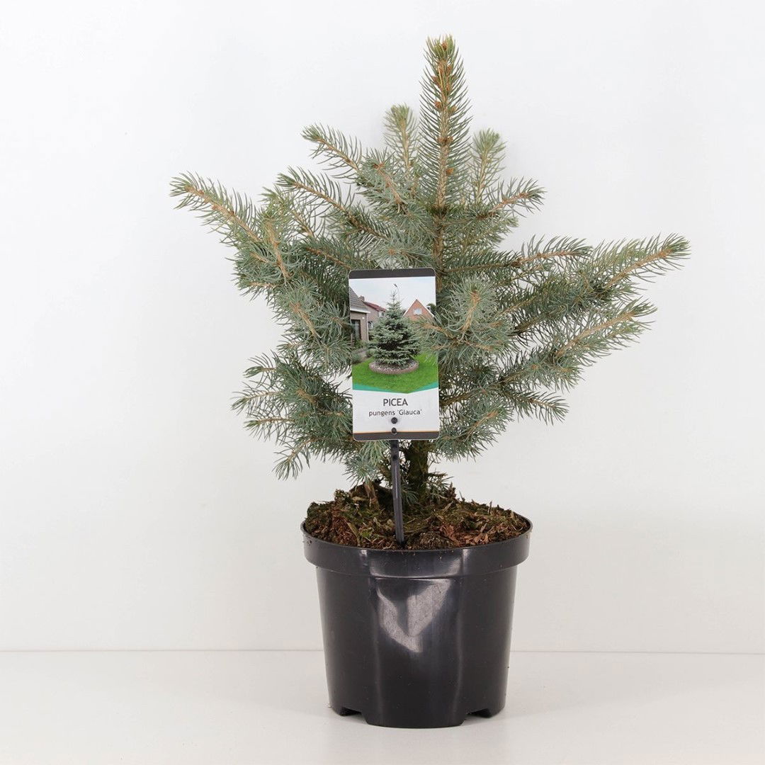 Warentuin natuurlijk Picea pungens glauca 30-40 cm - 