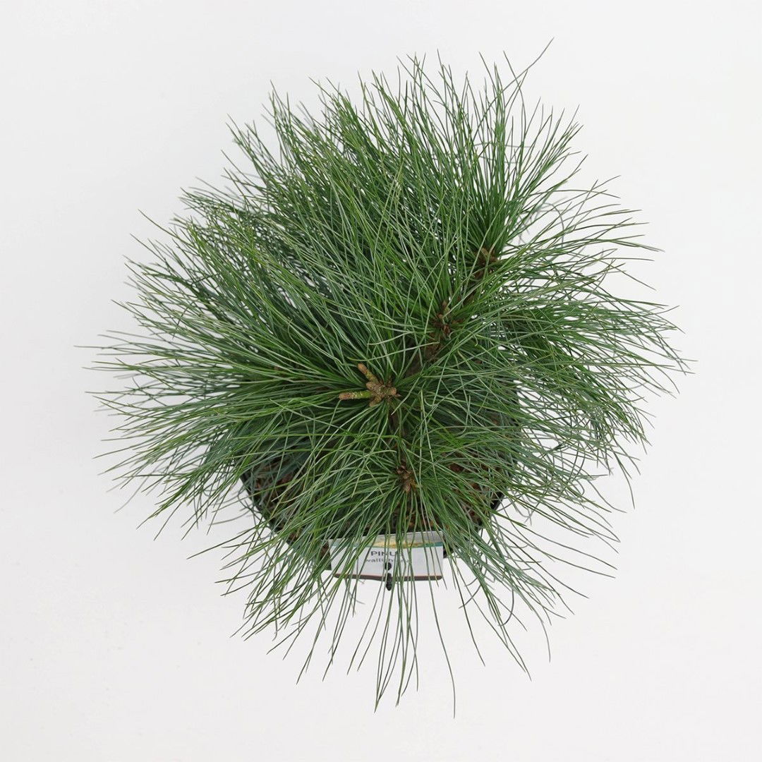https://cdn.warentuin.nl/media/catalog/product/1/7/1778712044844800_2_warentuin_natuurlijk_planten_pinus_wallichiana_warentuin_nat_6402.jpg