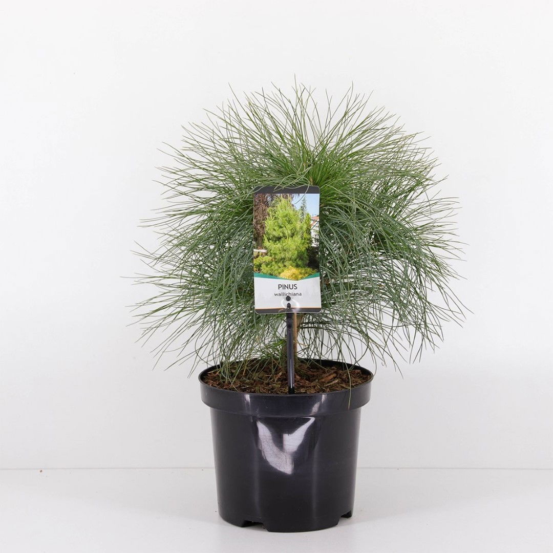 Warentuin natuurlijk Pinus wallichiana - 