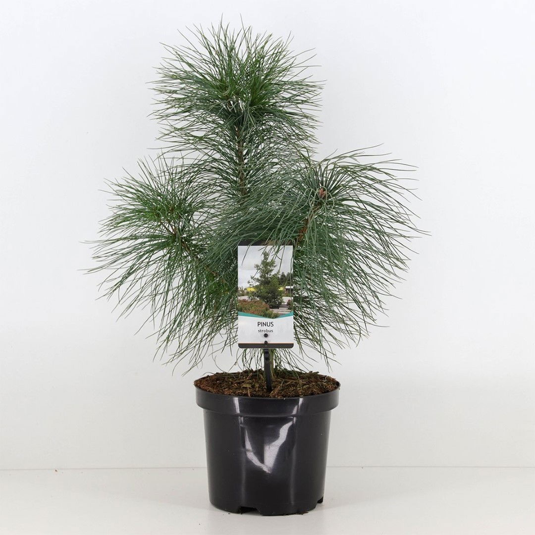 Warentuin natuurlijk Pinus strobus - 
