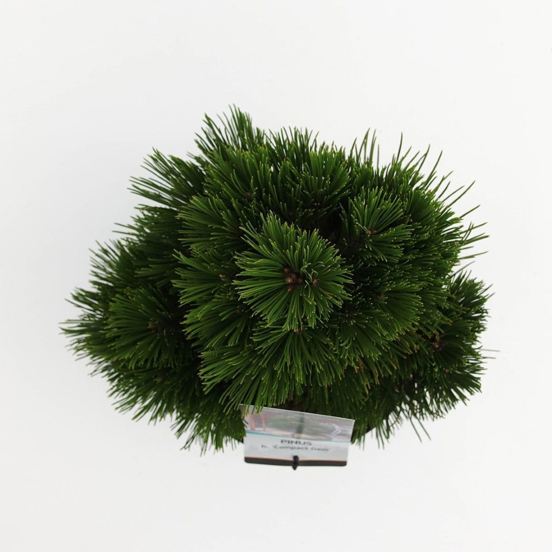 https://cdn.warentuin.nl/media/catalog/product/1/7/1778712044848051_2_warentuin_natuurlijk_planten_pinus_heldreichii_compact_gem_3_dd41.jpg