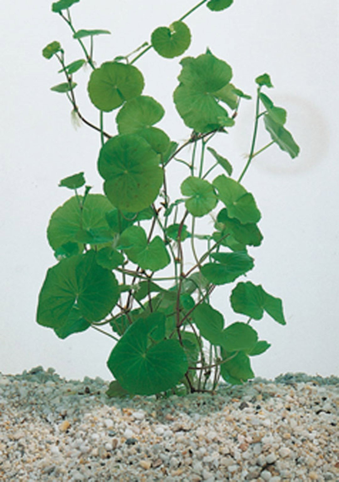 https://cdn.warentuin.nl/media/catalog/product/1/7/1778712044864143_moerings_water__en_moerasplanten_hydrocotyle_nova_zealandiae_p_3220.jpg