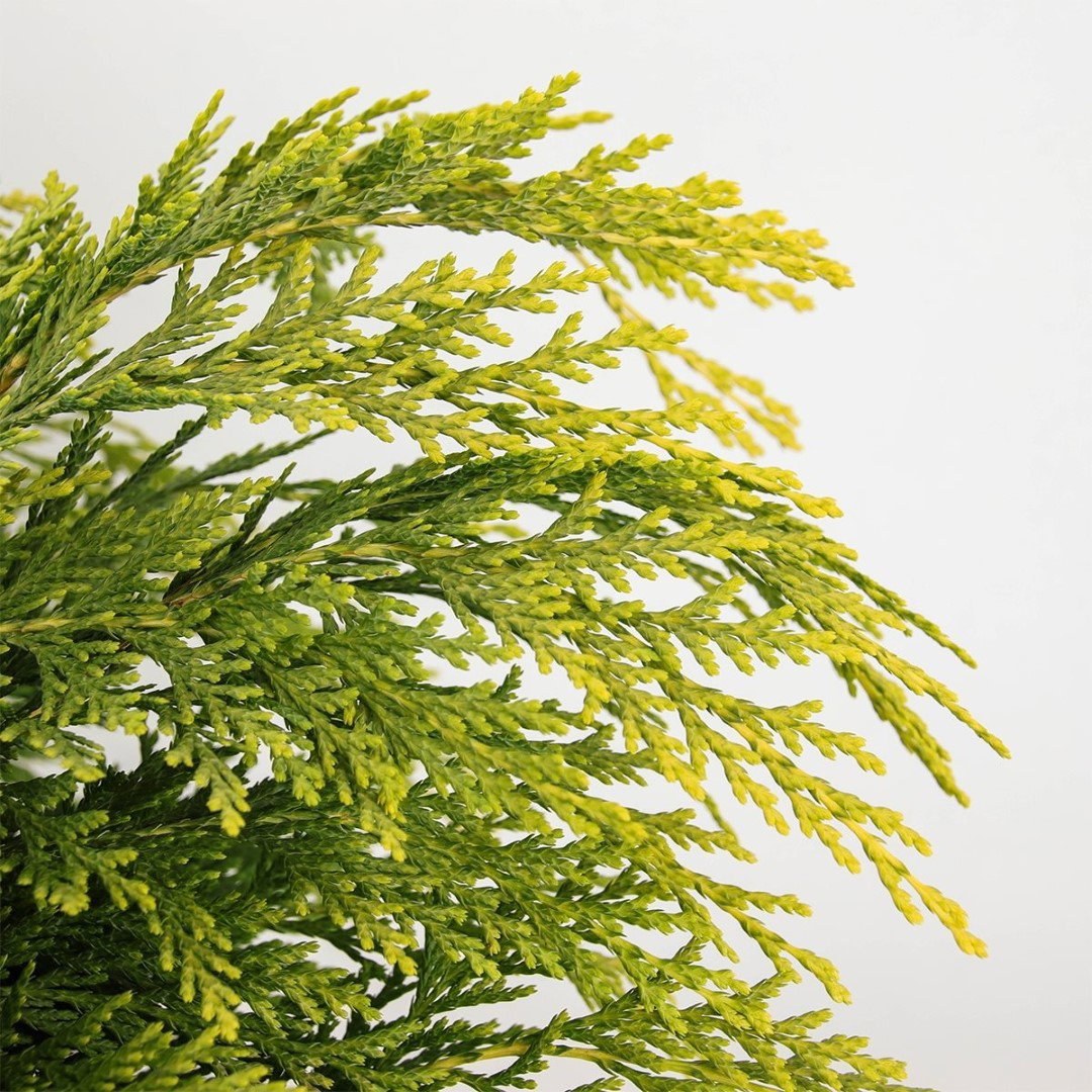 https://cdn.warentuin.nl/media/catalog/product/1/7/1778712044875729_2_warentuin_natuurlijk_conifeer_chamaecyparis_law_sunkist_30_c_5f54.jpg