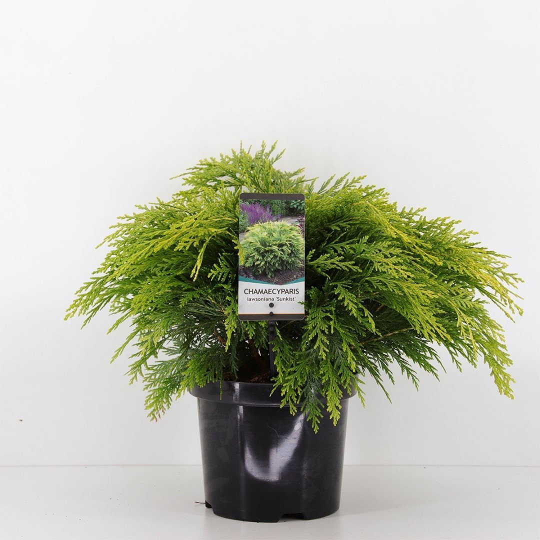 https://cdn.warentuin.nl/media/catalog/product/1/7/1778712044875729_warentuin_natuurlijk_conifeer_chamaecyparis_law_sunkist_30_cm__ecf0.jpg