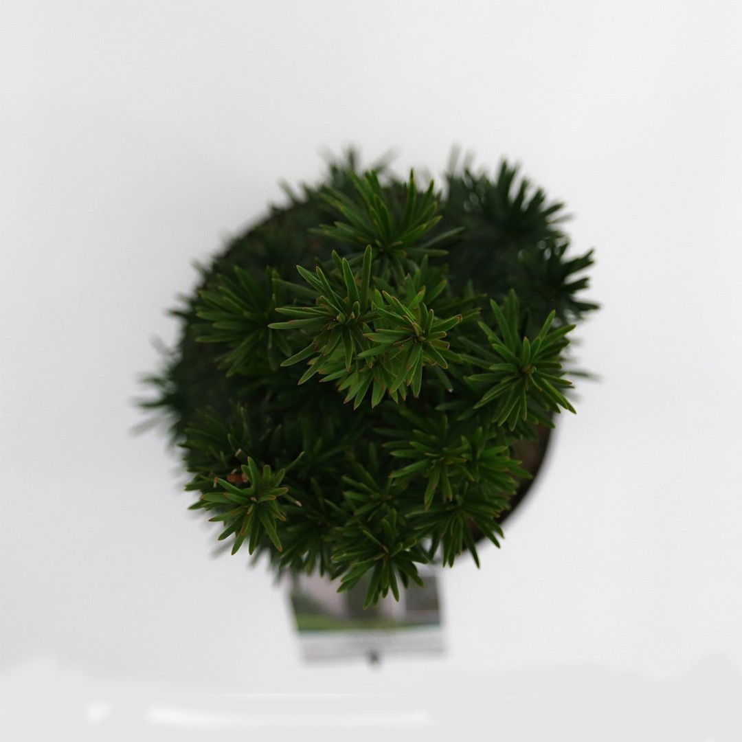https://cdn.warentuin.nl/media/catalog/product/1/7/1778712044892290_2_warentuin_natuurlijk_planten_taxus_baccata_fastigiata_robust_0b94.jpg