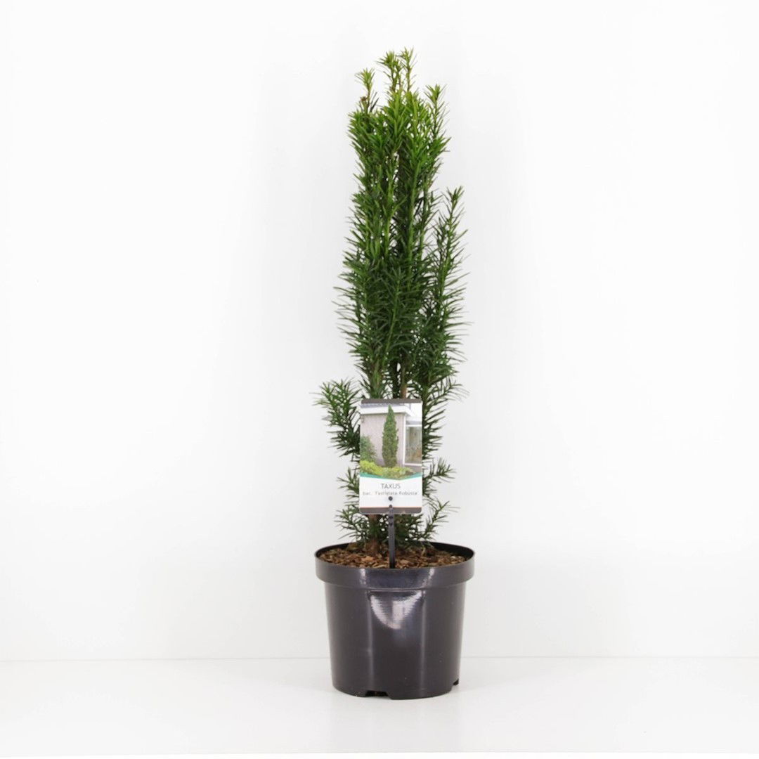 Warentuin natuurlijk Taxus baccata fastigiata robusta 40-50 cm - 