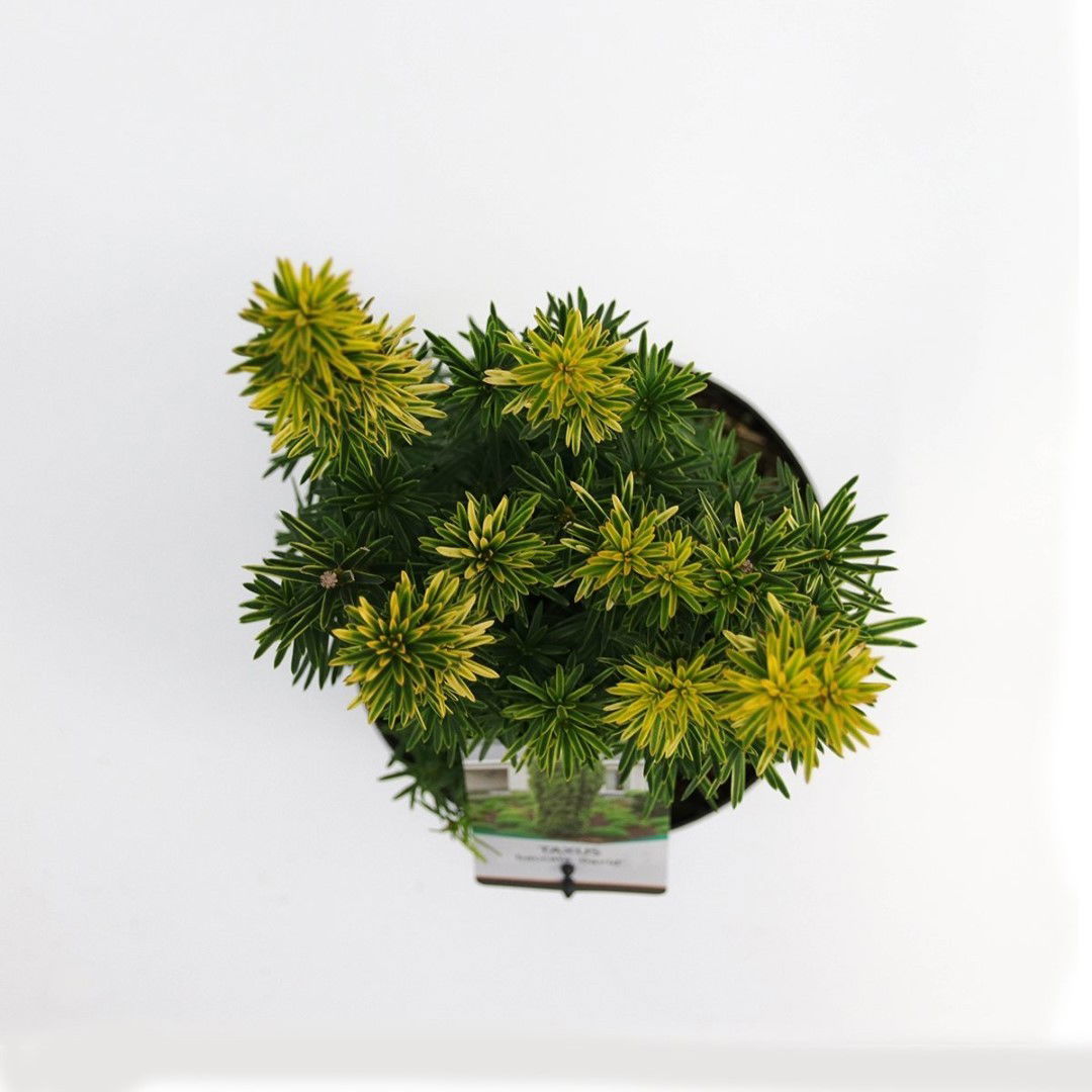 https://cdn.warentuin.nl/media/catalog/product/1/7/1778712044892306_2_warentuin_natuurlijk_planten_taxus_baccata_david_40_50_cm_wa_d6c3.jpg