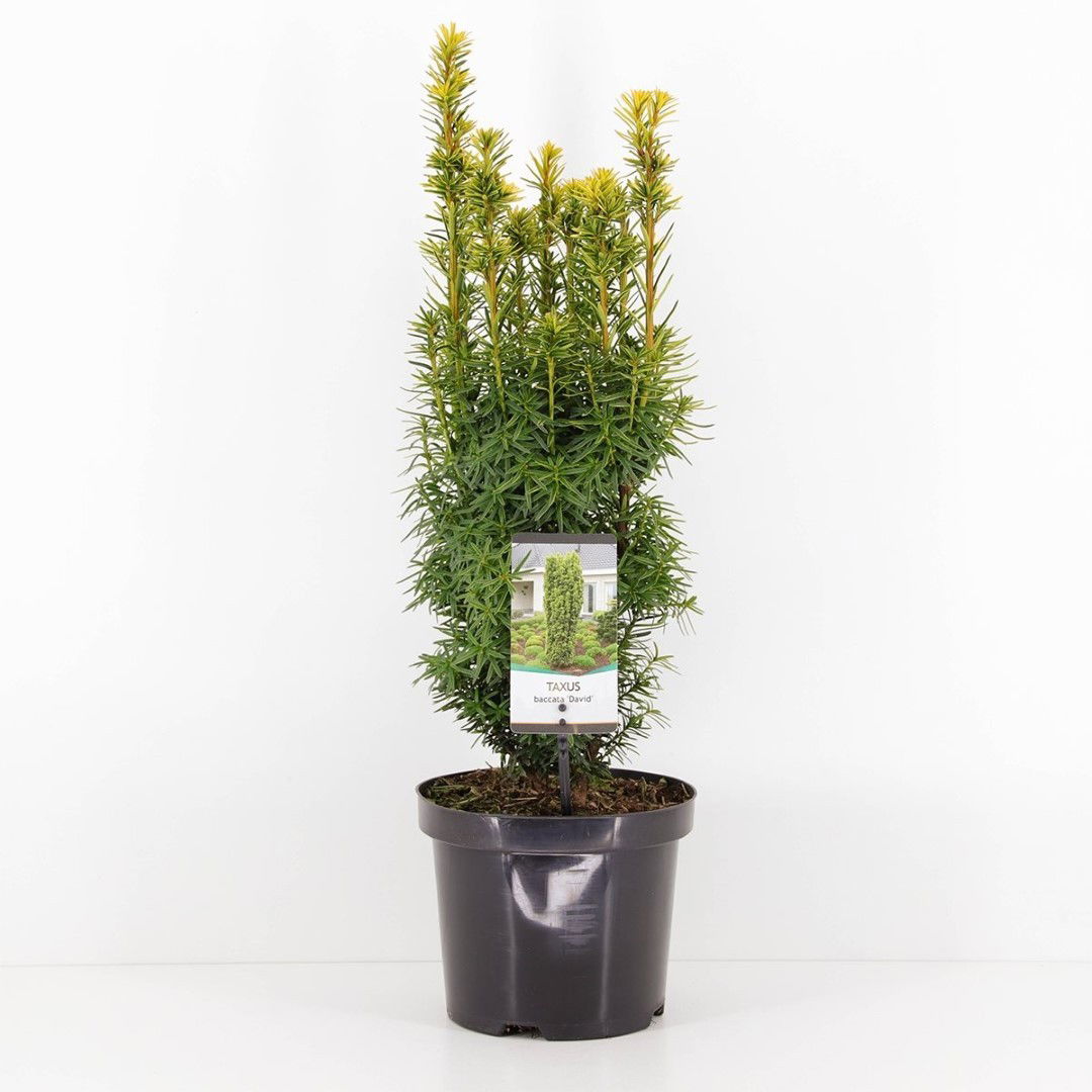 https://cdn.warentuin.nl/media/catalog/product/1/7/1778712044892306_warentuin_natuurlijk_planten_taxus_baccata_david_40_50_cm_ware_8140.jpg