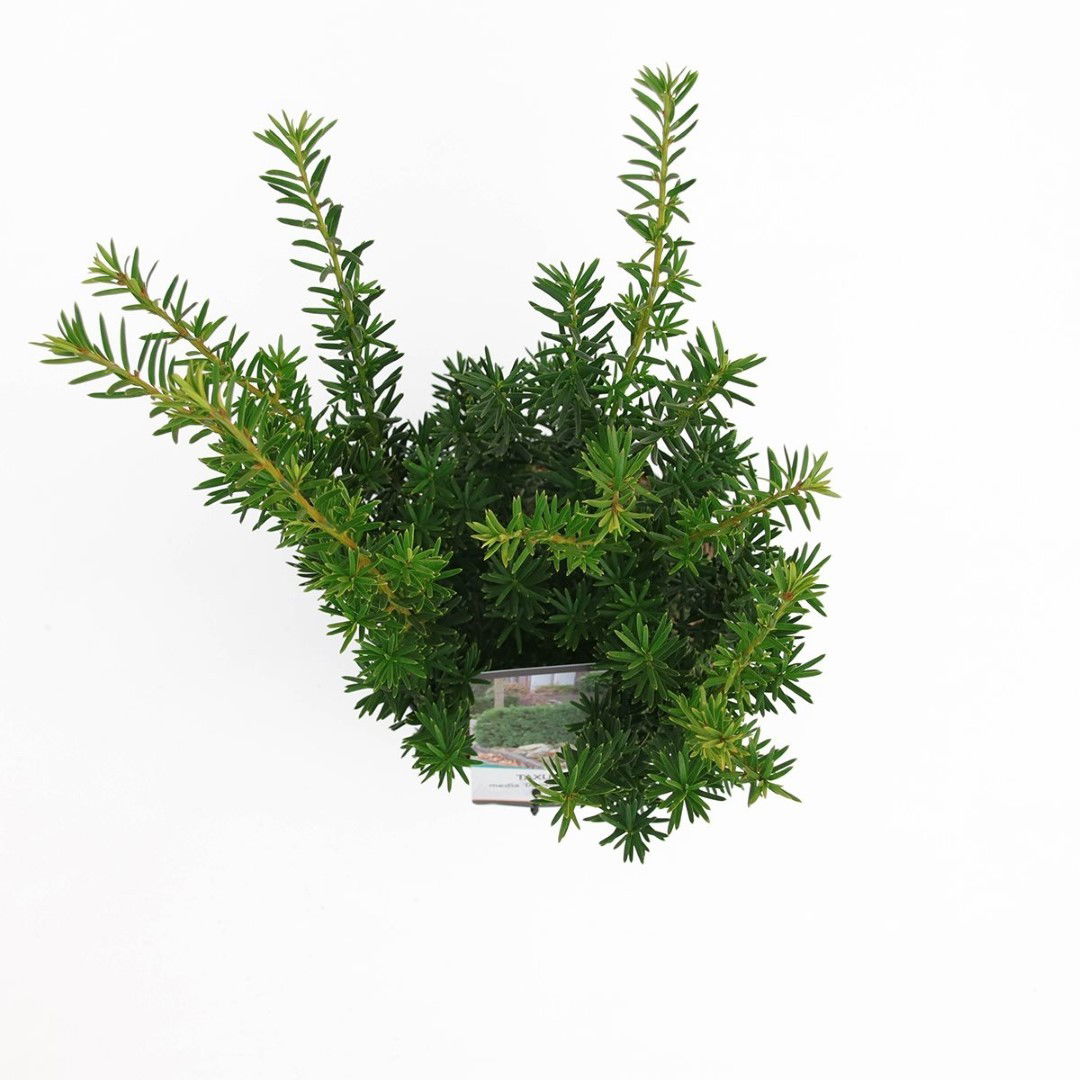 https://cdn.warentuin.nl/media/catalog/product/1/7/1778712044892313_2_warentuin_natuurlijk_planten_taxus_media_densiformis_30_40_c_79d6.jpg