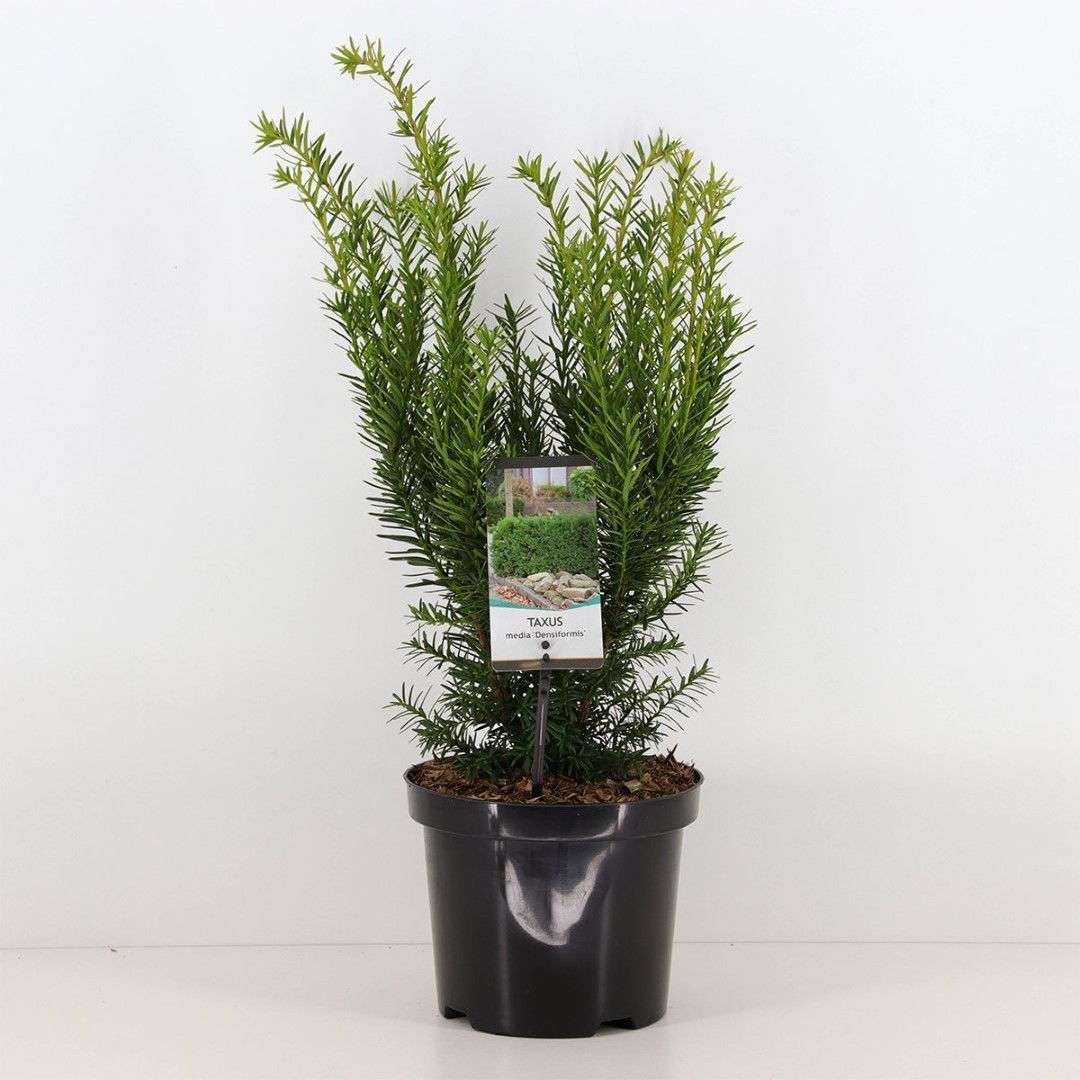 https://cdn.warentuin.nl/media/catalog/product/1/7/1778712044892313_warentuin_natuurlijk_planten_taxus_media_densiformis_30_40_cm__79b0.jpg