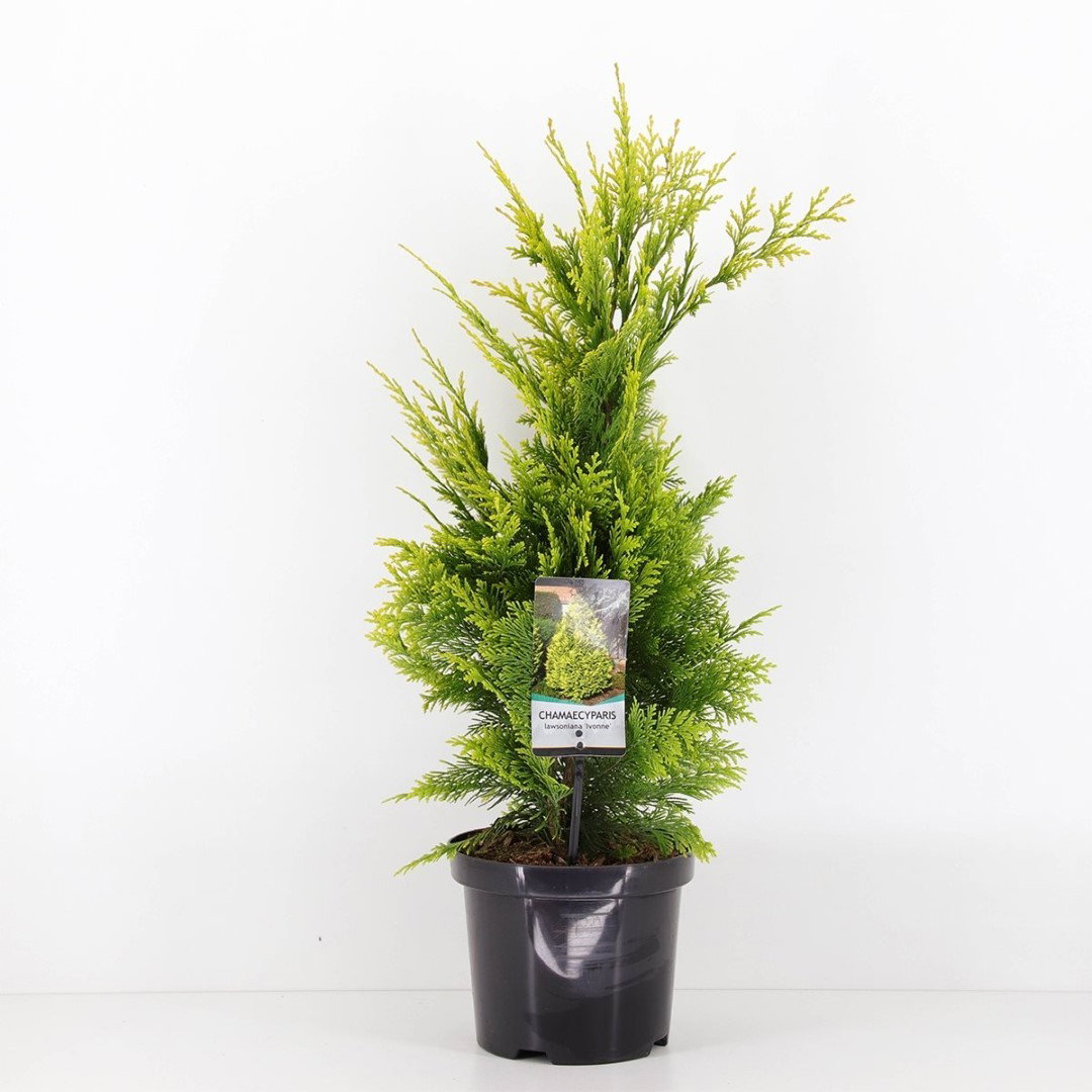 https://cdn.warentuin.nl/media/catalog/product/1/7/1778712044892566_warentuin_natuurlijk_conifeer_chamaecyparis_law_ivonne_65_cm_w_7f63.jpg