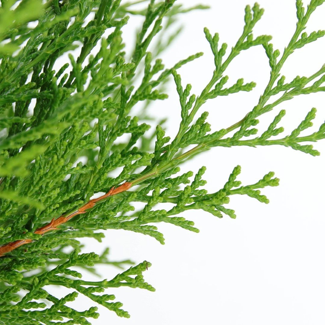https://cdn.warentuin.nl/media/catalog/product/1/7/1778712044892603_2_warentuin_natuurlijk_conifeer_chamaecyparis_obtusa_pygmaea_3_9451.jpg