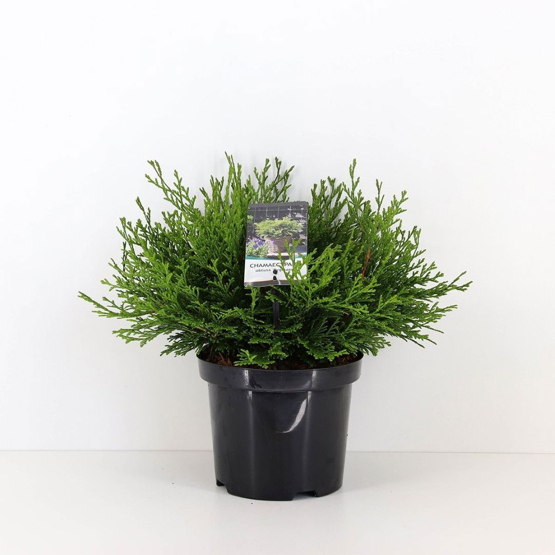 https://cdn.warentuin.nl/media/catalog/product/1/7/1778712044892603_warentuin_natuurlijk_conifeer_chamaecyparis_obtusa_pygmaea_30__1e0c.jpg