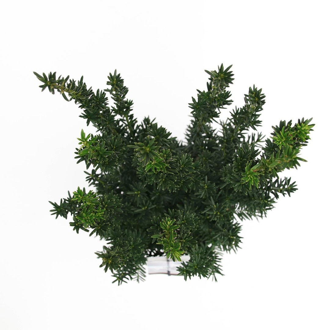 https://cdn.warentuin.nl/media/catalog/product/1/7/1778712044892634_2_warentuin_natuurlijk_planten_taxus_media_hillii_50_60_cm_war_354c.jpg