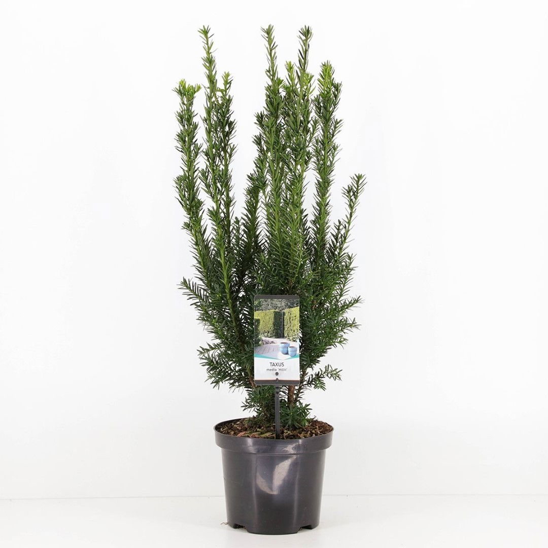 https://cdn.warentuin.nl/media/catalog/product/1/7/1778712044892634_warentuin_natuurlijk_planten_taxus_media_hillii_50_60_cm_waren_7dce.jpg