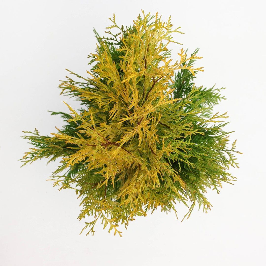 https://cdn.warentuin.nl/media/catalog/product/1/7/1778712044892658_2_warentuin_natuurlijk_planten_thuja_occidentalis_yellow_ribbo_fed8.jpg