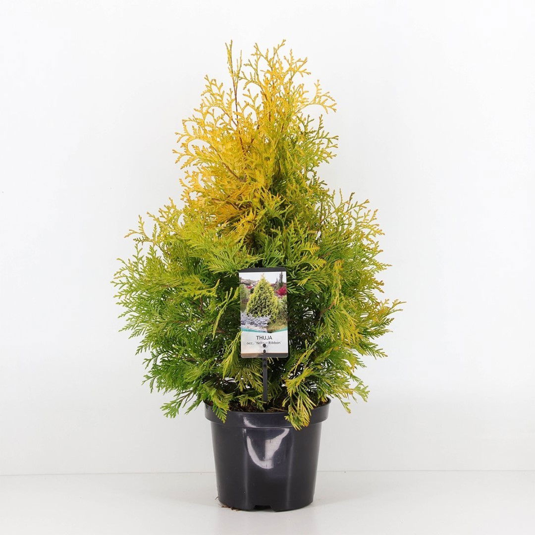 Warentuin natuurlijk Thuja occidentalis yellow ribbon - 