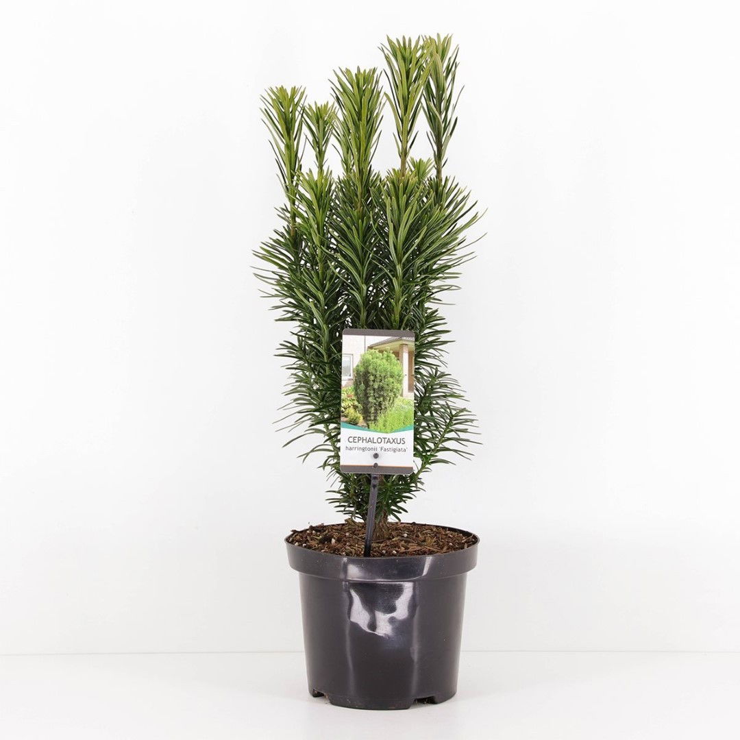 Warentuin natuurlijk Cephalotaxus harringtonia fastigiata 55 cm - 