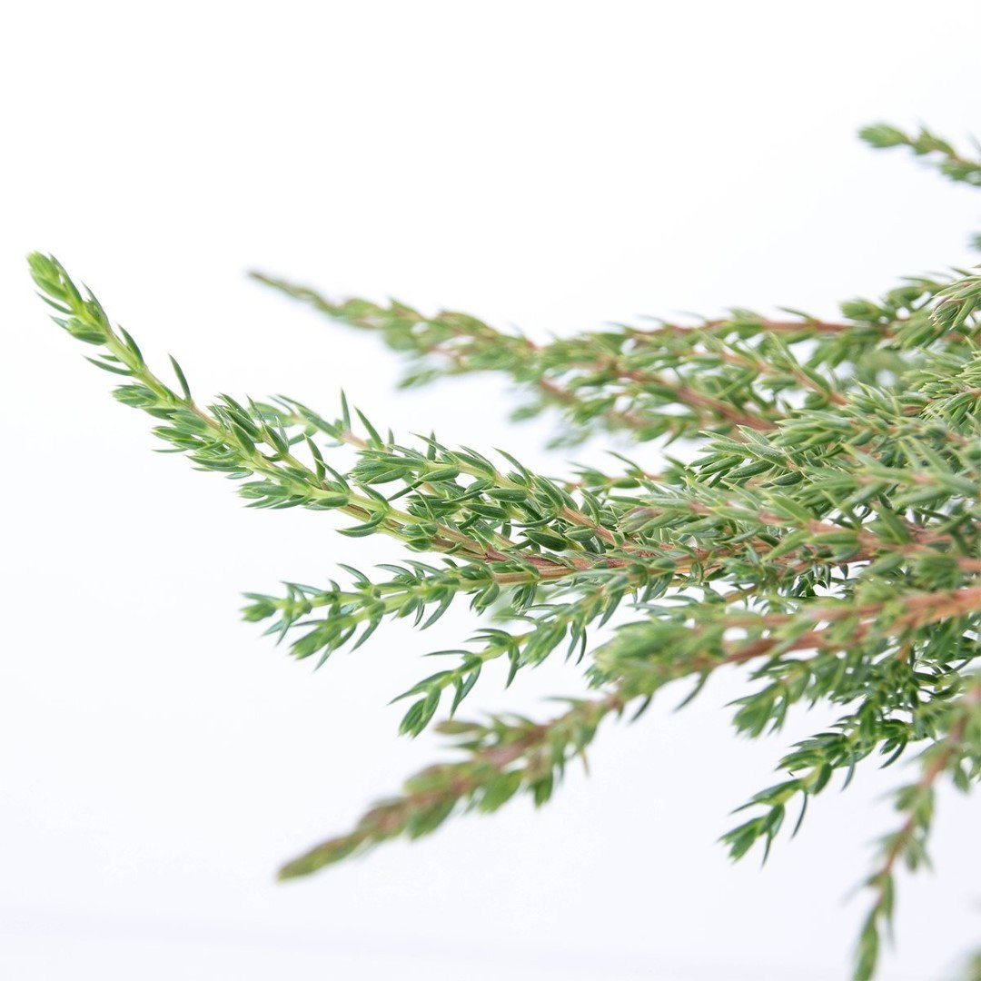 https://cdn.warentuin.nl/media/catalog/product/1/7/1778712044902326_2_warentuin_natuurlijk_conifeer_juniperus_communis_green_carpe_94ae.jpg