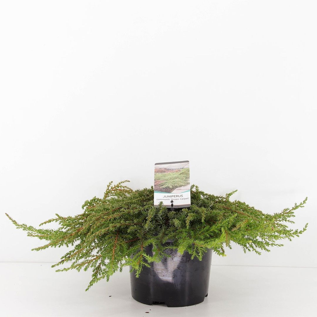 Warentuin natuurlijk Juniperus communis green carpet 30 cm - 