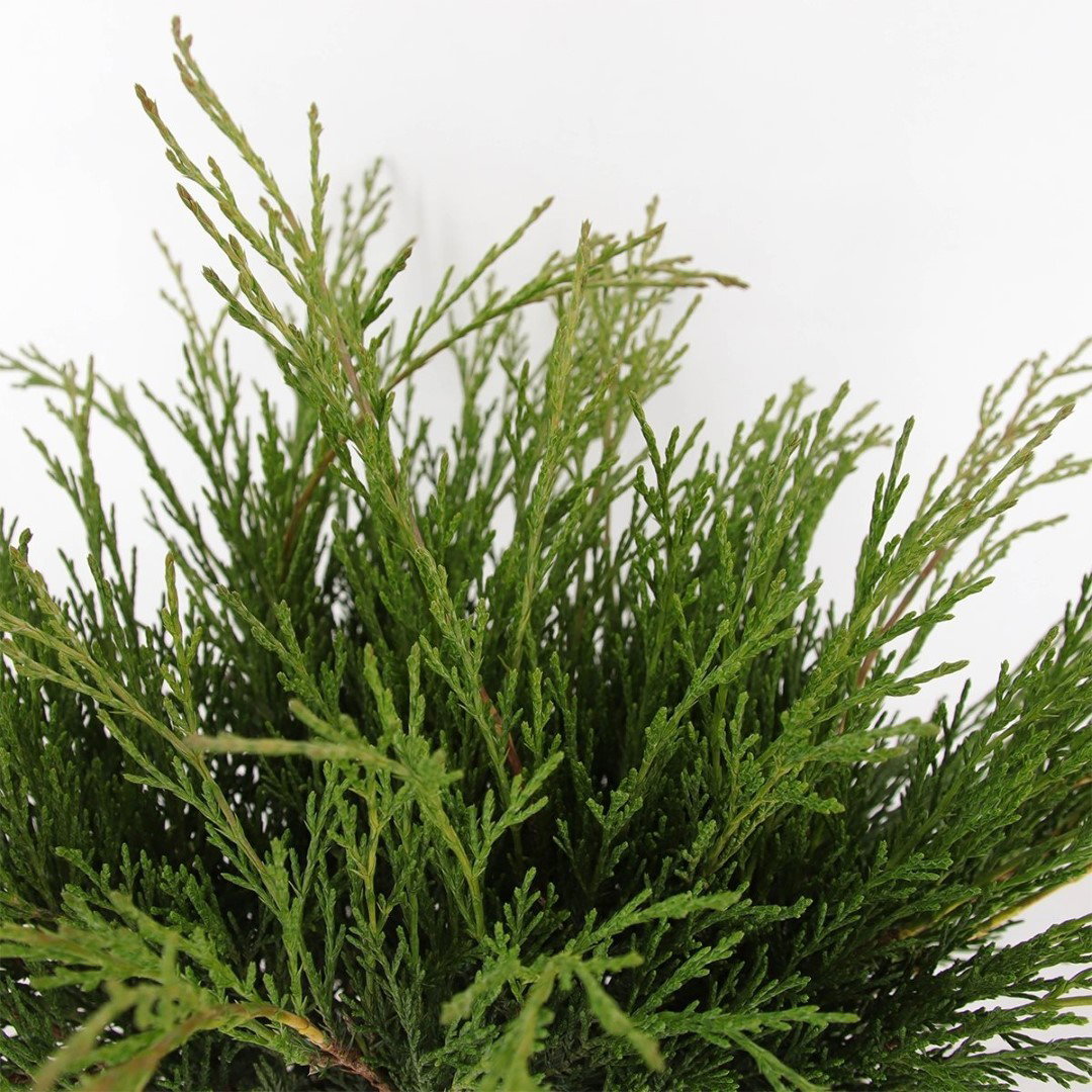 https://cdn.warentuin.nl/media/catalog/product/1/7/1778712044902333_2_warentuin_natuurlijk_conifeer_juniperus_sabina_45_cm_warentu_00b7.jpg